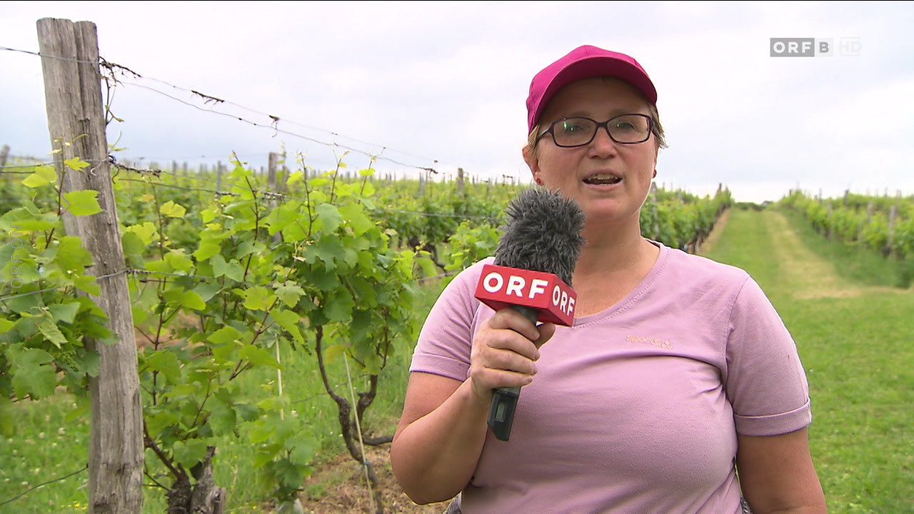 Burgenland Heute Vom 21 05 2024 ORF ON