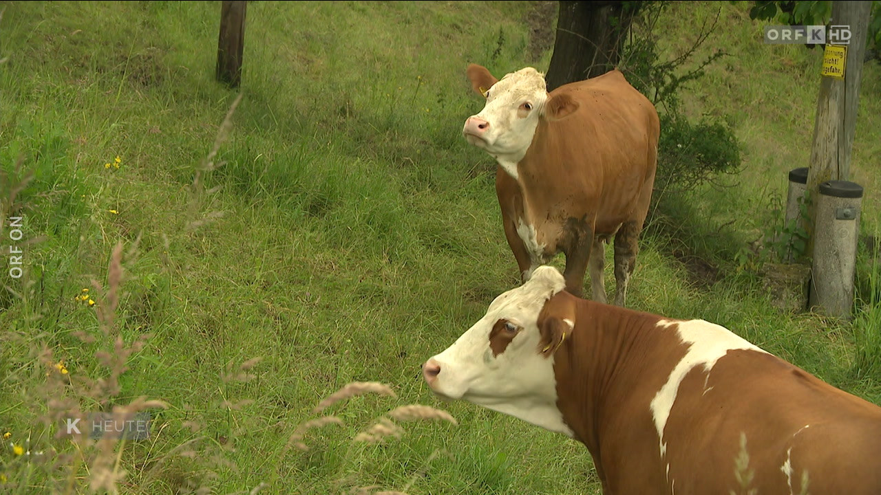 Kärnten heute vom 01 06 2024 ORF ON