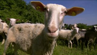 Neue "Rasen-Määher" auf der Donauinsel