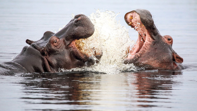 Universum: Hippos - Afrikas Flussgiganten