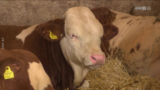 Mehr Tierwohl für Rinder