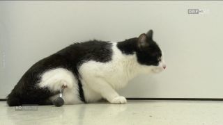 Beinprothesen für Kater aus 3-D-Drucker
