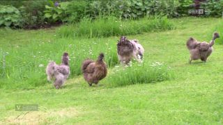 Eier aus dem eigenen Garten boomen