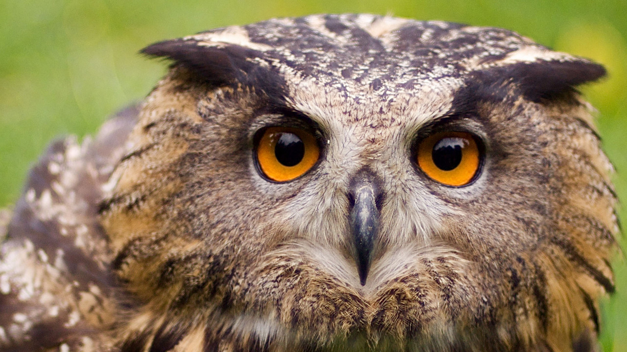 Universum: Der Flug der Eule