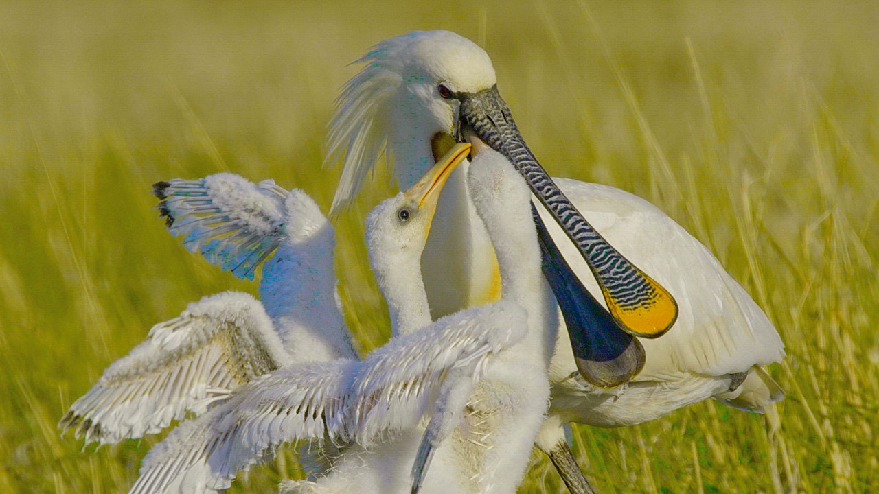 Universum: Geheimnisvolle Niederlande - Wildnis bis zum Horizont