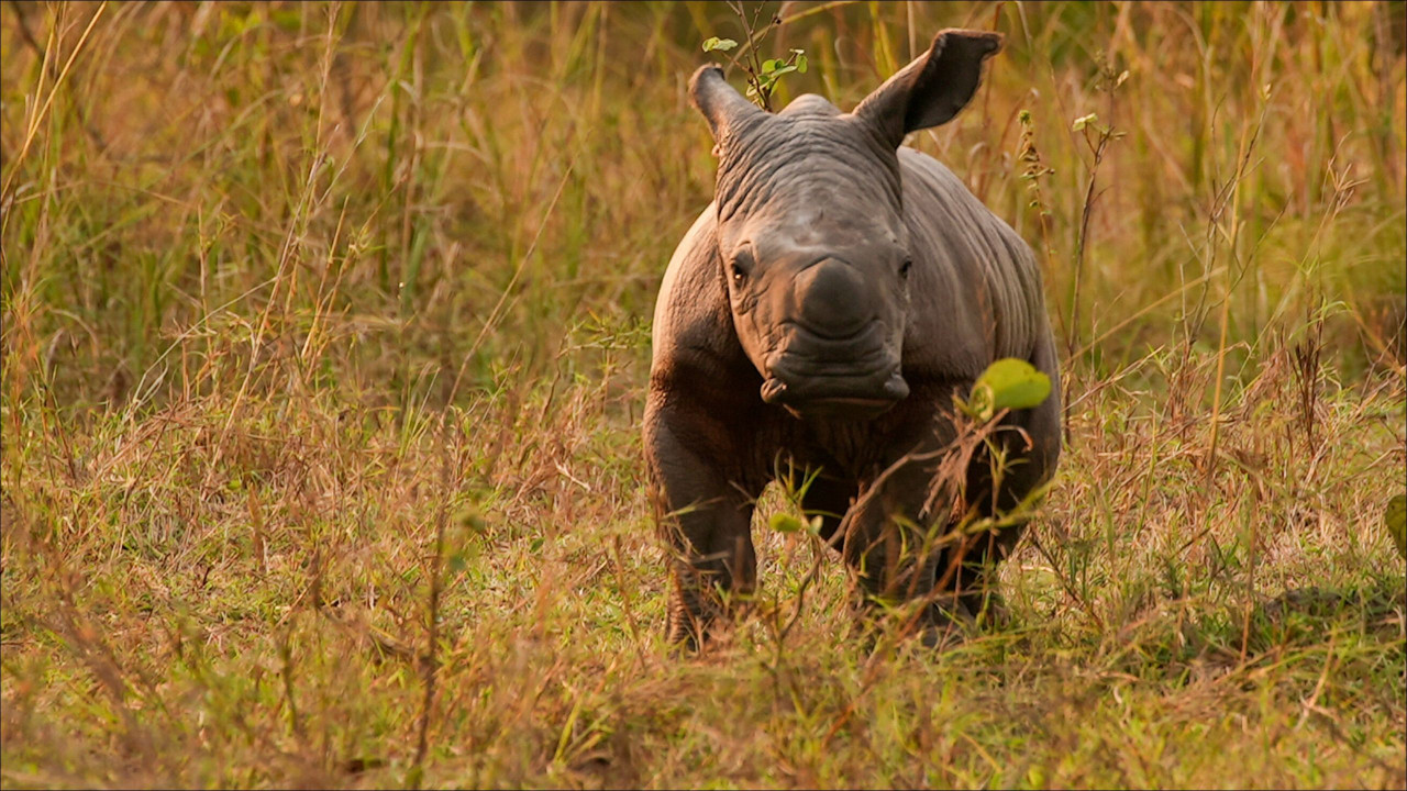 Universum: Nashörner - Mit Herz und Horn