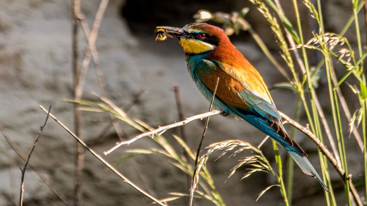 Universum: Korridore des Lebens